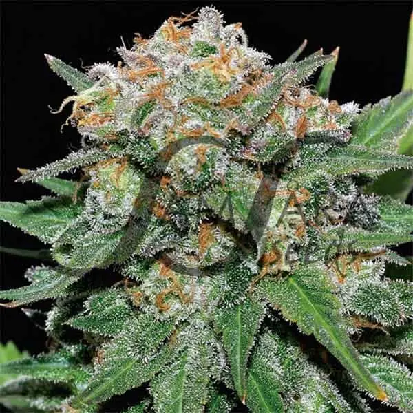 CRAZY MISS HYDE 3 unidades