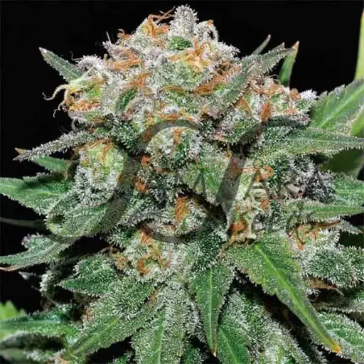 [4250] CRAZY MISS HYDE 3 unidades